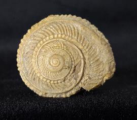 Sonstige - Schnecken - Obornella plicopunctata (DESLONGCHAMPS 1849)